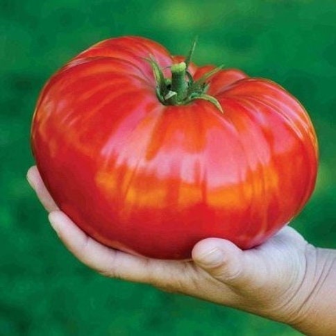 - BoxGardenSeedsLLC - Pink Beefsteak, Tomato, - Tomatoes,Tomatillos - Seeds