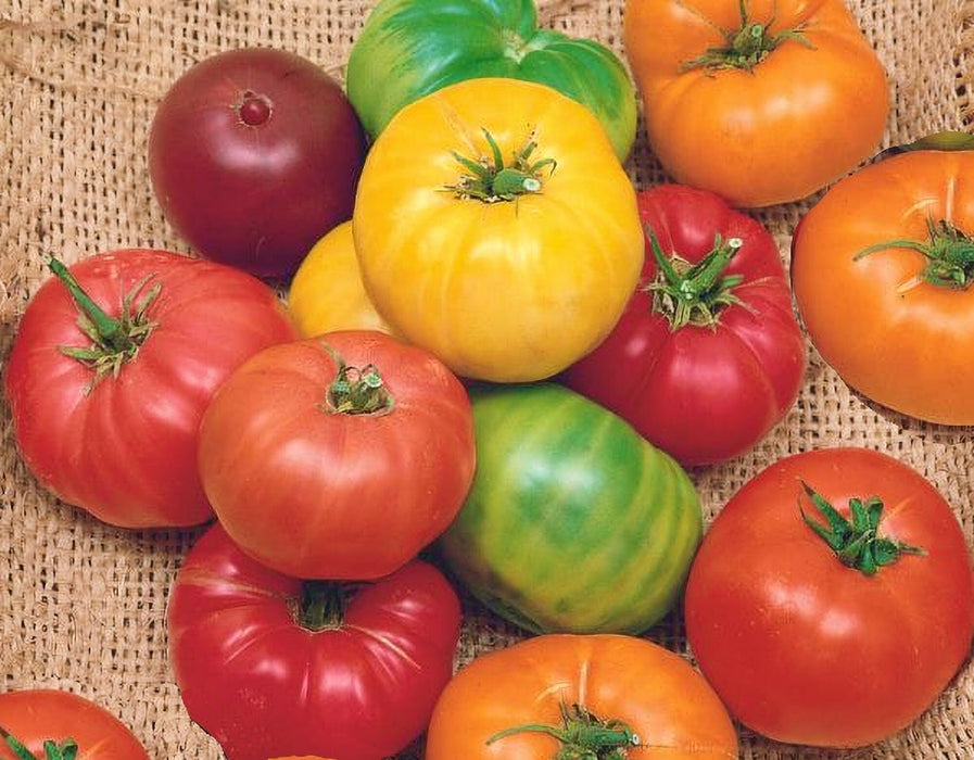 Rainbow Beefsteak Mix, Tomato, -- BoxGardenSeedsLLC -Tomatoes,Tomatillos - Seeds