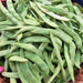 Roma II, Bush Beans, - BoxGardenSeedsLLC -Abundant Stock SALE - Seeds