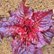 Outredgeous, Lettuce - BoxGardenSeedsLLC - Lettuce - Seeds - More Seeds Per Packet, USA Seller, Thank you for shopping here today, Naturally Grown GMO Free Seeds, Heirloom Open Pollinated Seeds, Fresh Top Quality Premium Seeds