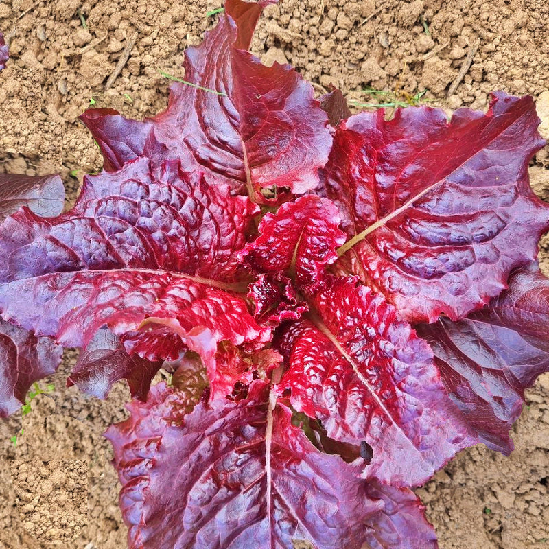 Outredgeous, Lettuce - BoxGardenSeedsLLC - Lettuce - Seeds - More Seeds Per Packet, USA Seller, Thank you for shopping here today, Naturally Grown GMO Free Seeds, Heirloom Open Pollinated Seeds, Fresh Top Quality Premium Seeds