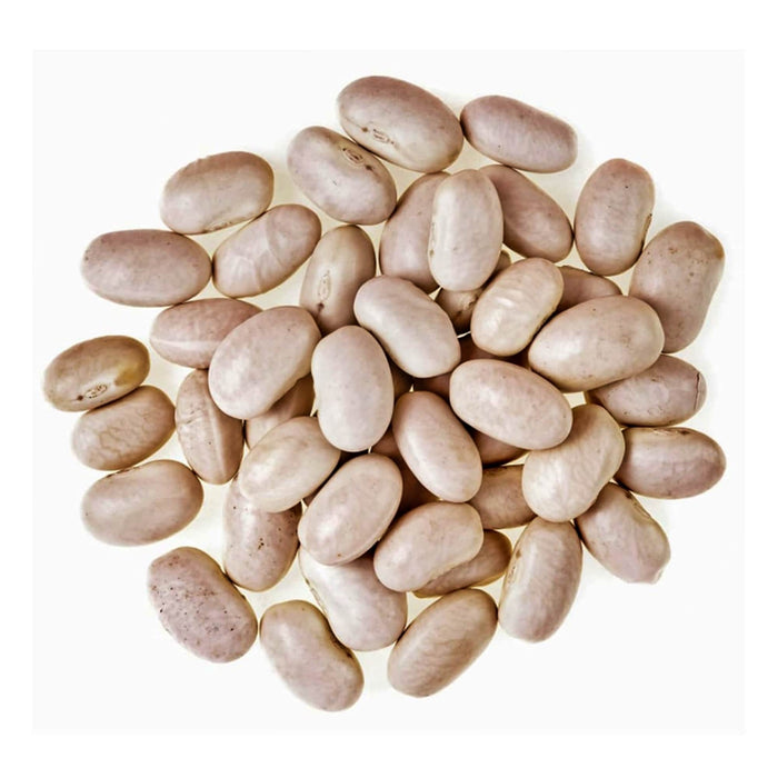 Great Northern, Dry Bush Beans, -- BoxGardenSeedsLLC -Beans / Dry Beans - Seeds