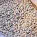 Great Northern, Dry Bush Beans, - BoxGardenSeedsLLC -Beans / Dry Beans - Seeds