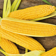 Incredible (F1)Hybrid, Sweet Corn - BoxGardenSeedsLLC - Corn - Seeds - 