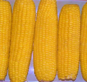 Incredible (F1)Hybrid, Sweet Corn - BoxGardenSeedsLLC - Corn - Seeds - 