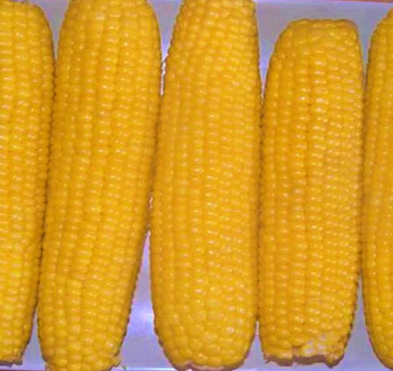 Incredible (F1)Hybrid, Sweet Corn - BoxGardenSeedsLLC - Corn - Seeds - 