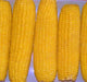 - BoxGardenSeedsLLC - Incredible (F1)Hybrid, Sweet Corn, - Corn - Seeds