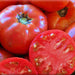 Cosmonaut Volkov, Tomato, - BoxGardenSeedsLLC -Tomatoes,Tomatillos - Seeds