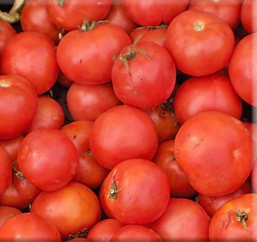 Early Annie, Tomato, -- BoxGardenSeedsLLC -Tomatoes,Tomatillos - Seeds