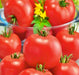 Burbank, Tomato, -- BoxGardenSeedsLLC -Tomatoes,Tomatillos - Seeds