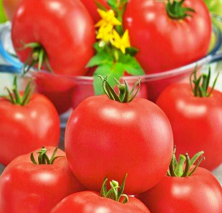 - BoxGardenSeedsLLC - Burbank, Tomato, - Tomatoes,Tomatillos - Seeds