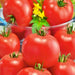 Burbank, Tomato, - BoxGardenSeedsLLC -Tomatoes,Tomatillos - Seeds