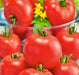 Burbank, Tomato, -- BoxGardenSeedsLLC -Tomatoes,Tomatillos - Seeds