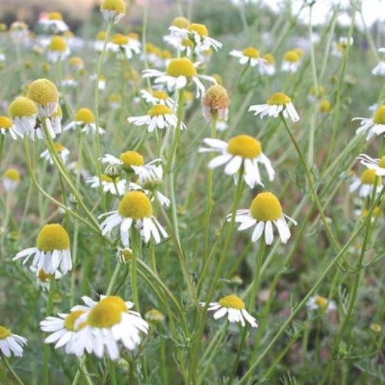 Roman, Chamomile - BoxGardenSeedsLLC - Culinary/Medicinal Herbs - Seeds - USA Seller, Thank you for shopping here today, Naturally Grown GMO Free Seeds, Heirloom Open Pollinated Seeds, Fresh Top Quality Premium Seeds