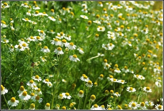 Roman, Chamomile, -- BoxGardenSeedsLLC -Culinary/Medicinal Herbs - Seeds