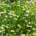 Roman, Chamomile, - BoxGardenSeedsLLC -Culinary/Medicinal Herbs - Seeds