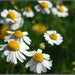 Roman, Chamomile, - BoxGardenSeedsLLC -Culinary/Medicinal Herbs - Seeds