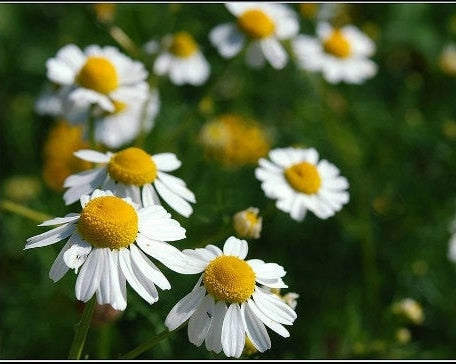 Roman, Chamomile, -- BoxGardenSeedsLLC -Culinary/Medicinal Herbs - Seeds