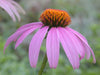 Purple Coneflower, Echinacea, -- BoxGardenSeedsLLC -Culinary/Medicinal Herbs - Seeds