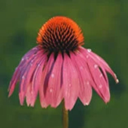 Purple Coneflower, Echinacea, - BoxGardenSeedsLLC -Culinary/Medicinal Herbs - Seeds