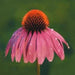 - BoxGardenSeedsLLC - Purple Coneflower, Echinacea, - Culinary/Medicinal Herbs - Seeds