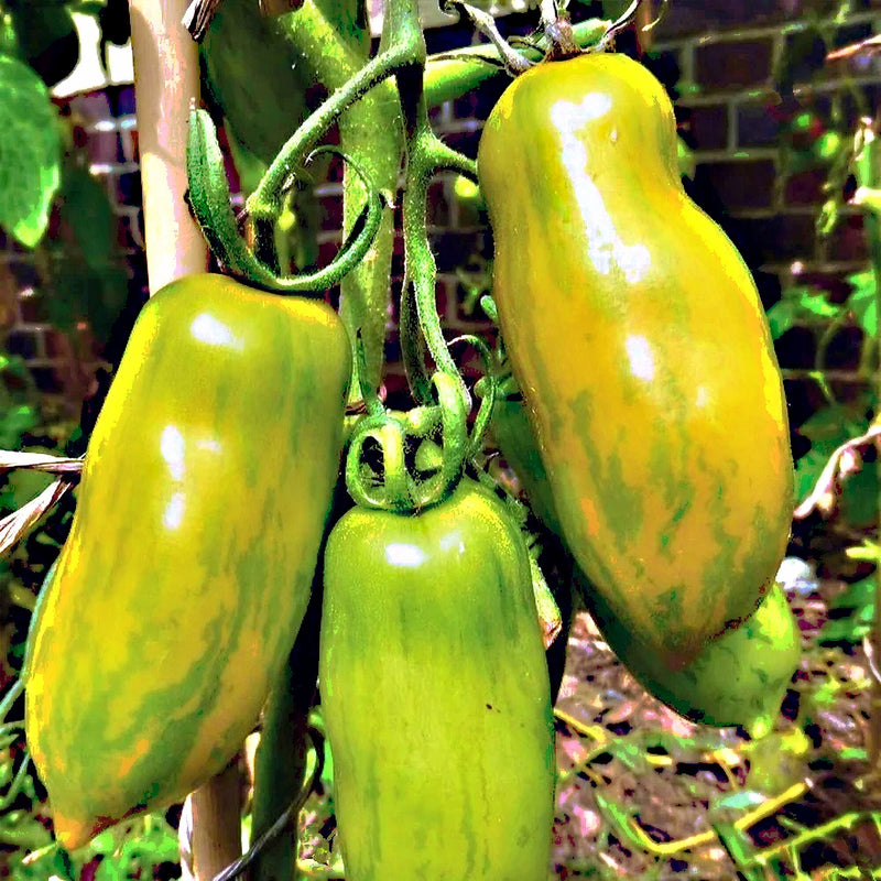 Green Sausage, Tomato - BoxGardenSeedsLLC - Tomatoes,Tomatillos - Seeds - 