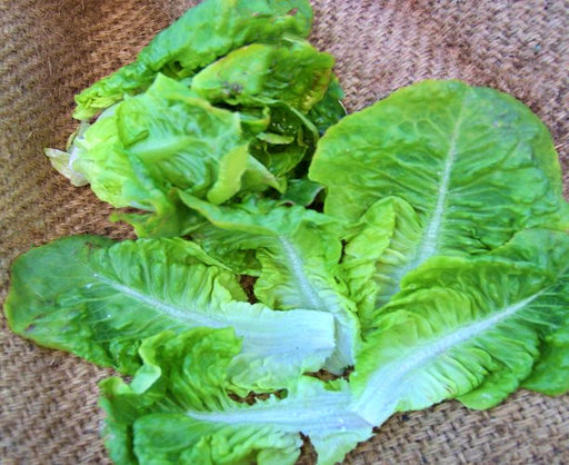 Summer Bibb, Lettuce, -- BoxGardenSeedsLLC -Lettuce - Seeds