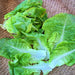 Summer Bibb, Lettuce, - BoxGardenSeedsLLC -Lettuce - Seeds