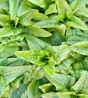 Amish Deer Tongue, Lettuce - BoxGardenSeedsLLC - Lettuce - Seeds - USA Seller, Thank you for shopping here today, Naturally Grown GMO Free Seeds, Heirloom Open Pollinated Seeds, Fresh Top Quality Premium Seeds