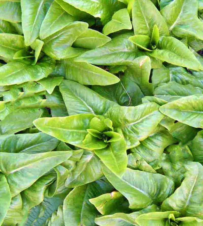 Amish Deer Tongue, Lettuce - BoxGardenSeedsLLC - Lettuce - Seeds - USA Seller, Thank you for shopping here today, Naturally Grown GMO Free Seeds, Heirloom Open Pollinated Seeds, Fresh Top Quality Premium Seeds