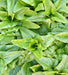 Amish Deer Tongue, Lettuce - BoxGardenSeedsLLC - Lettuce - Seeds - USA Seller, Thank you for shopping here today, Naturally Grown GMO Free Seeds, Heirloom Open Pollinated Seeds, Fresh Top Quality Premium Seeds