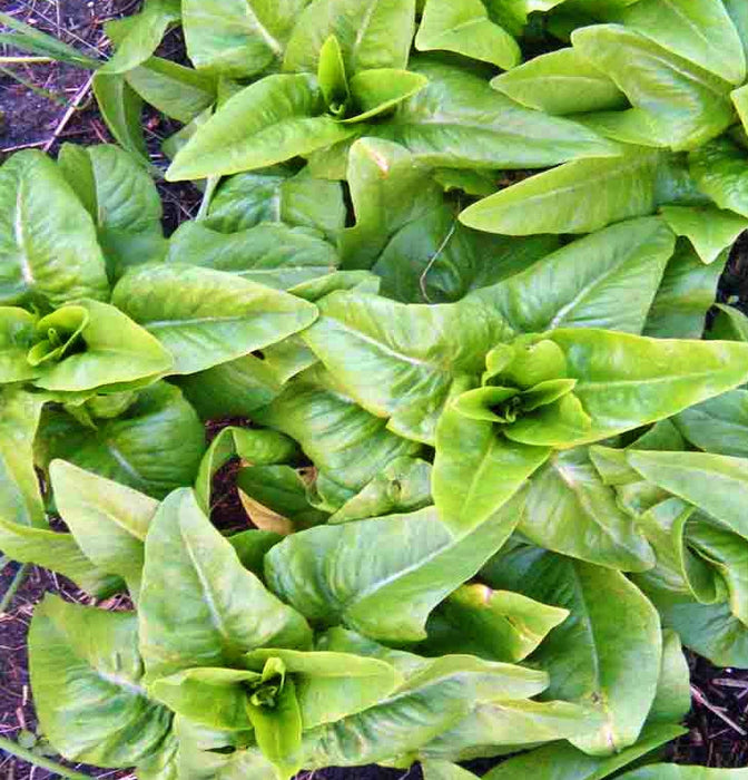 Amish Deer Tongue, Lettuce, - BoxGardenSeedsLLC -Lettuce - Seeds