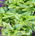 Amish Deer Tongue, Lettuce, -- BoxGardenSeedsLLC -Lettuce - Seeds