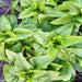 Amish Deer Tongue, Lettuce, - BoxGardenSeedsLLC -Lettuce - Seeds