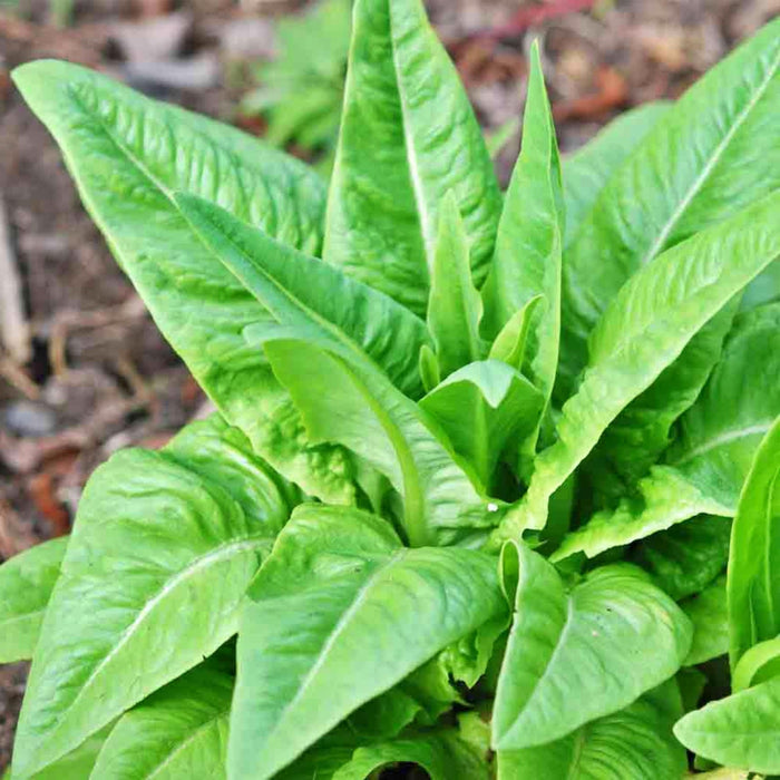 Amish Deer Tongue, Lettuce, - BoxGardenSeedsLLC -Lettuce - Seeds