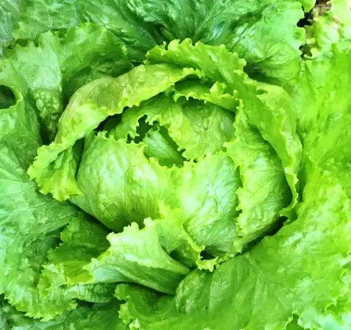 Webbs Wonderful Crisphead, Lettuce, -- BoxGardenSeedsLLC -Lettuce - Seeds