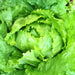 Webbs Wonderful Crisphead, Lettuce, - BoxGardenSeedsLLC -Lettuce - Seeds