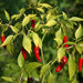 Garden Bird, Thai Hot Pepper, - BoxGardenSeedsLLC -Peppers,Eggplants - Seeds