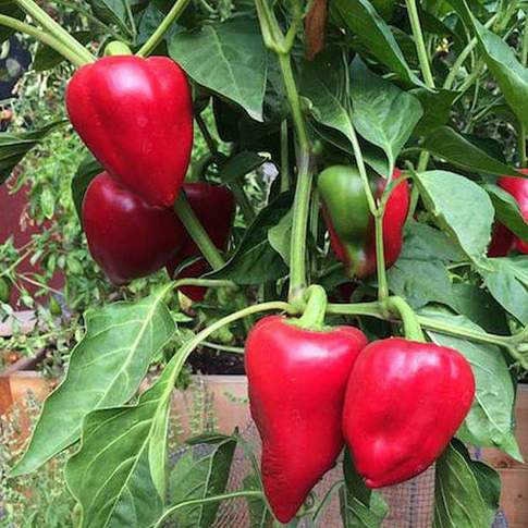 - BoxGardenSeedsLLC - Pimento L, Heirloom Sweet Pepper Seeds Open Pollinated Container Gardening Vegetable Seeds Non-GMO - Peppers,Eggplants - Seeds