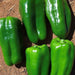 Cascaduro, Sweet Pepper, - BoxGardenSeedsLLC -Abundant Stock SALE - Seeds