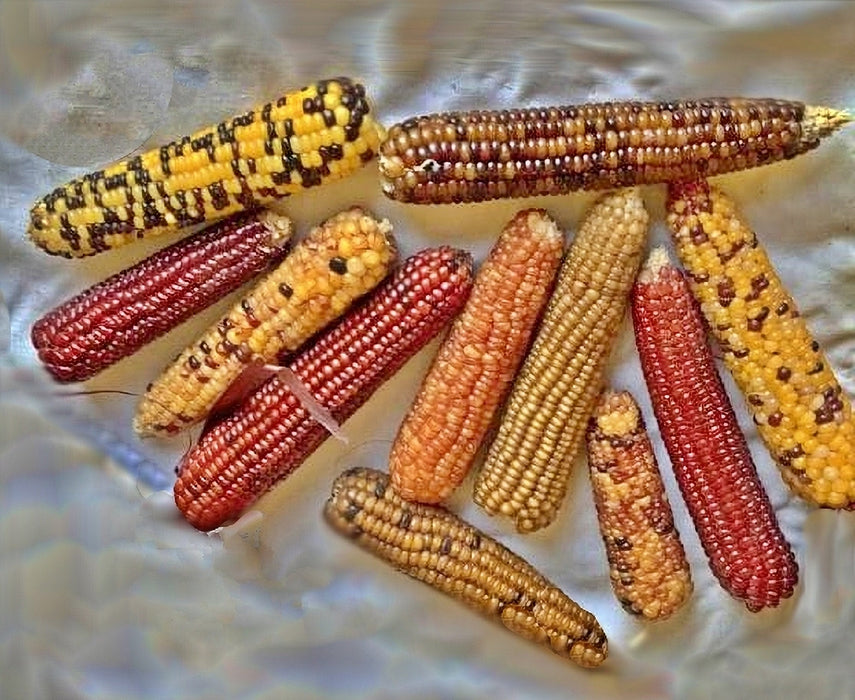 Mini Rainbow, Popcorn, - BoxGardenSeedsLLC -Corn - Seeds