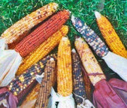 Mini Rainbow, Popcorn - BoxGardenSeedsLLC - Corn - Seeds - USA Seller, Thank you for shopping here today, Naturally Grown GMO Free Seeds, Heirloom Open Pollinated Seeds Fresh, Top Quality Premium Seeds