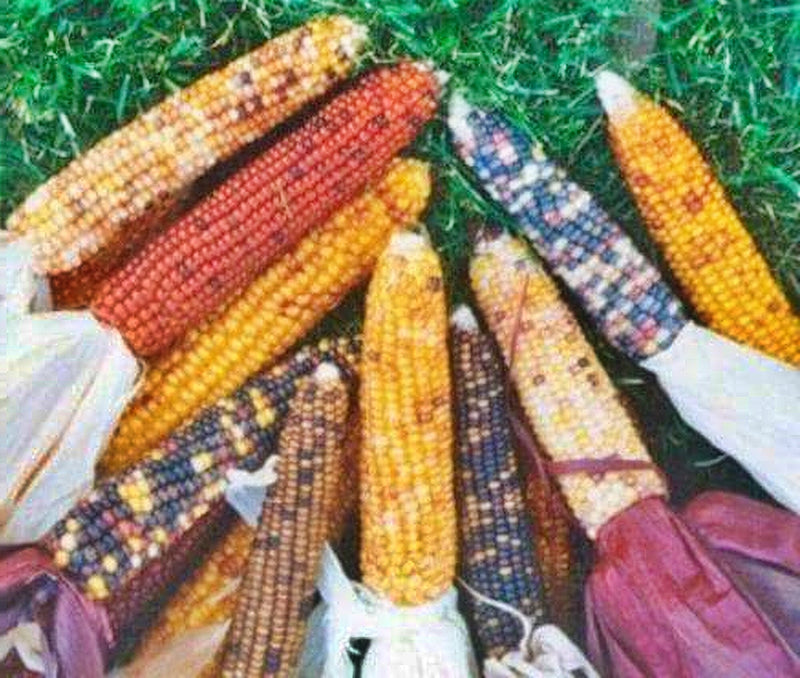 Mini Rainbow, Popcorn - BoxGardenSeedsLLC - Corn - Seeds - USA Seller, Thank you for shopping here today, Naturally Grown GMO Free Seeds, Heirloom Open Pollinated Seeds Fresh, Top Quality Premium Seeds