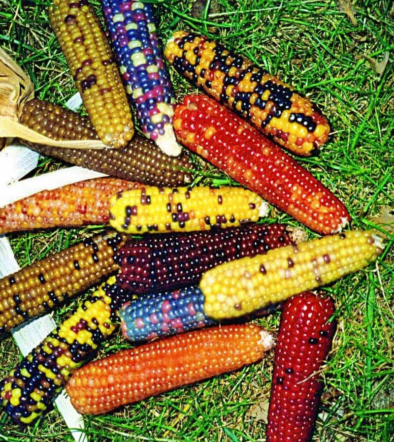 Mini Rainbow, Popcorn - BoxGardenSeedsLLC - Corn - Seeds - USA Seller, Thank you for shopping here today, Naturally Grown GMO Free Seeds, Heirloom Open Pollinated Seeds Fresh, Top Quality Premium Seeds