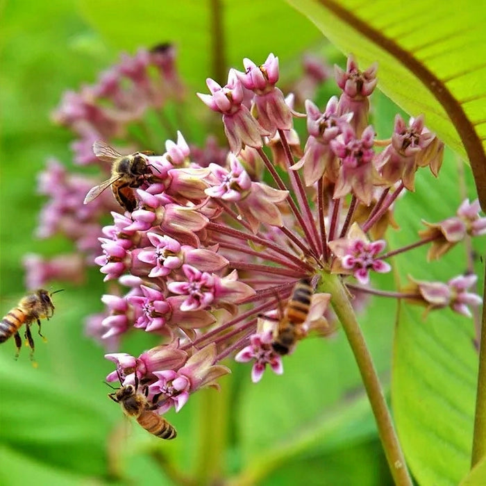 - BoxGardenSeedsLLC - Common Milkweed Flower Monarch Butterfly Attractor - Culinary/Medicinal Herbs - Seeds