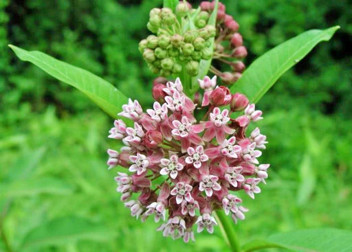 Common, Milkweed - BoxGardenSeedsLLC -Culinary/Medicinal Herbs - Seeds