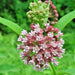 Common, Milkweed - BoxGardenSeedsLLC -Culinary/Medicinal Herbs - Seeds