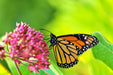 - BoxGardenSeedsLLC - Common Milkweed Flower Monarch Butterfly Attractor - Culinary/Medicinal Herbs - Seeds