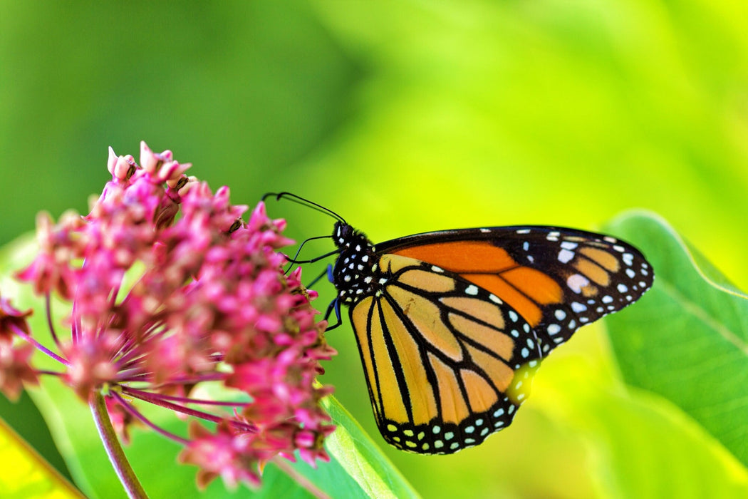 Common, Milkweed -- BoxGardenSeedsLLC -Culinary/Medicinal Herbs - Seeds