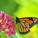 Common, Milkweed - BoxGardenSeedsLLC -Culinary/Medicinal Herbs - Seeds